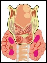 The four Parathyroid Glands